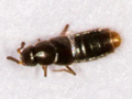 Amischa analis